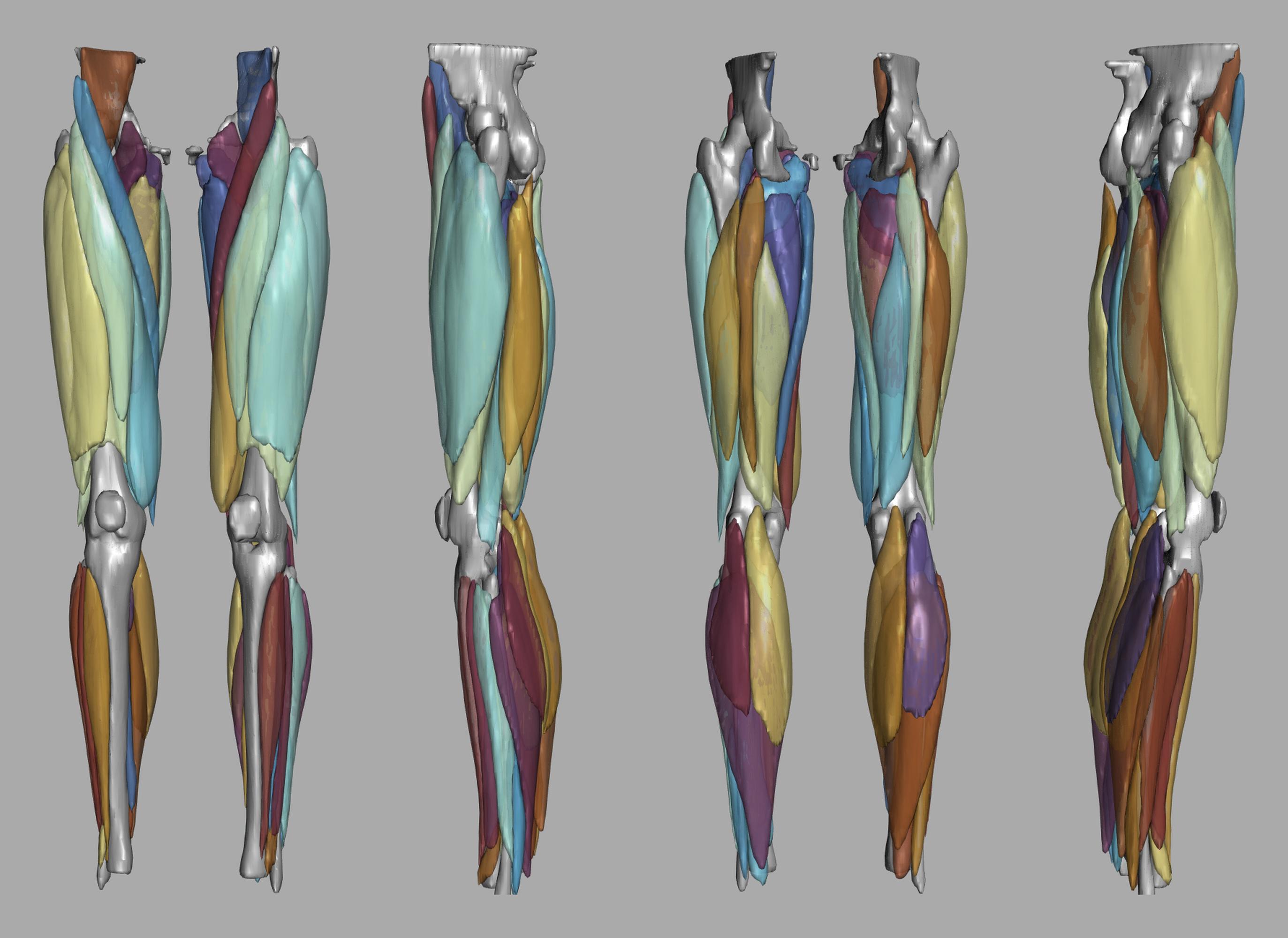 3D render of automated muscle segmentation labels generated using a CNN UNET.